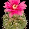 Gymnocalycium_mihanovichii_4
